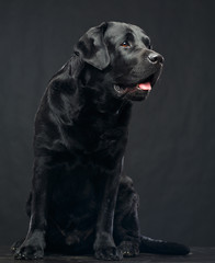 Fototapeta na wymiar Labrador Dog on Isolated Black Background in studio