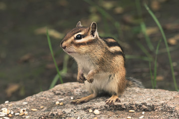chipmunk in nature
