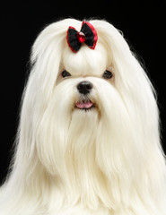 Maltese dog Isolated  on Black Background in studio