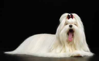 Maltese dog Isolated  on Black Background in studio