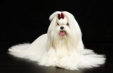 Maltese dog Isolated  on Black Background in studio