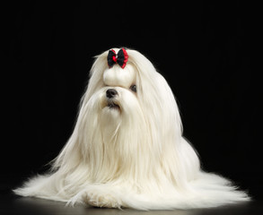 Maltese dog Isolated  on Black Background in studio