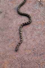 Brown Water Snake Crosses Patio