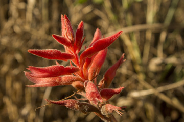 Sacoila lanceolata (Aubl.) Garay