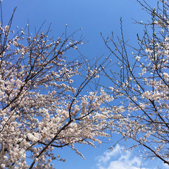 Cherry Tree in Blossom