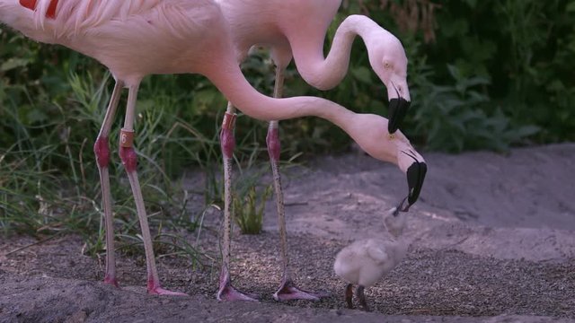 Adult flamingo feeding its young baby chick as other adult puts beak on the head of the other.