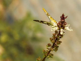 Front view beautiful butterfly feeding on basil flowers in vegetable garden with copy space