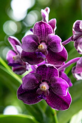 Obraz na płótnie Canvas Purple Orchid plant in the tropics