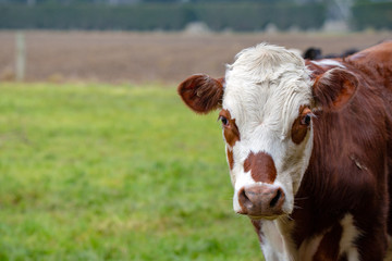 A brown and white cow looks up from grazing in its field on a farm in New Zealand 