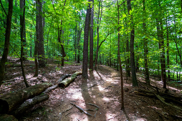 Tree Trunks Along a Hiking Path