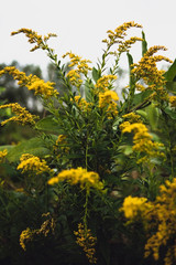 Wild yellow flowers
