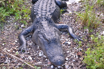 Travel to Everglades National Park