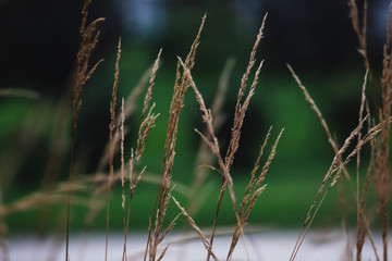 Long dry grass