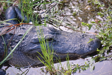 Travel to Everglades National Park
