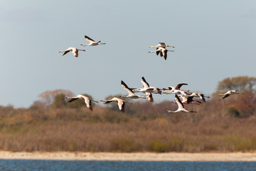 Puna Flamingos in Ansenuza National Park, Argentina