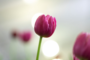 Tulips with bokeh light from the background.