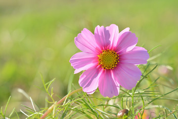 Obraz premium ピンクのコスモス 