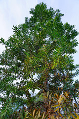 View of a kauri tree in a forest in the North Island, New Zealand
