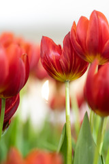 Fototapeta premium Tulips with bokeh light from the background.