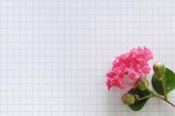 flower of lagerstroemia on a paper background