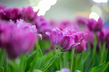 Obraz na płótnie Canvas Tulips with bokeh light from the background.