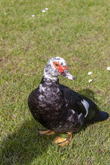 Duck in the pasture