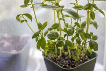 Fresh basil in a pot