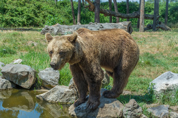 brown bear standing on a stone near the water. Summer sunny day