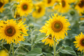 Fototapeta premium Field of sunflowers