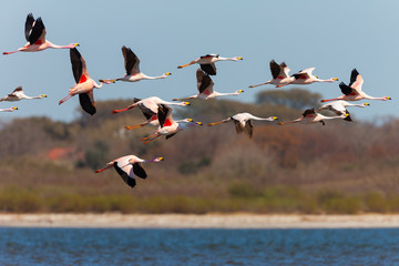 Puna Flamingos in Ansenuza National Park, Argentina