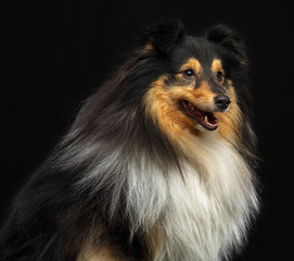 Sheltie dog on Isolated Black Background in studio