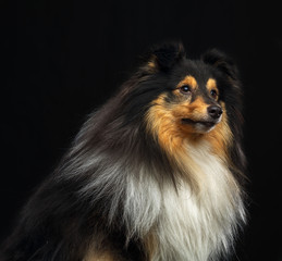 Sheltie dog on Isolated Black Background in studio