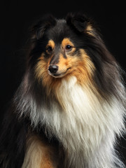 Sheltie dog on Isolated Black Background in studio