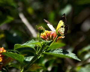 Butterfly feeding, Victoria Falls