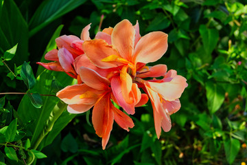 beautiful garden flower