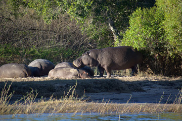 Hippo herd