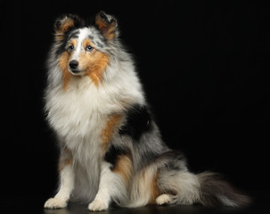 Sheltie dog on Isolated Black Background in studio