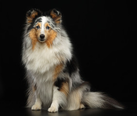 Sheltie dog on Isolated Black Background in studio