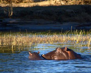 Hippo family, Zambezi