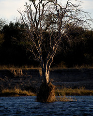 Tree Island, Zambezi
