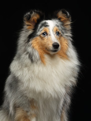 Sheltie dog on Isolated Black Background in studio