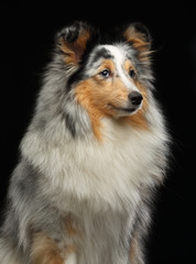 Sheltie dog on Isolated Black Background in studio