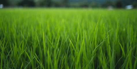 Mountain view rainy season Black cloud