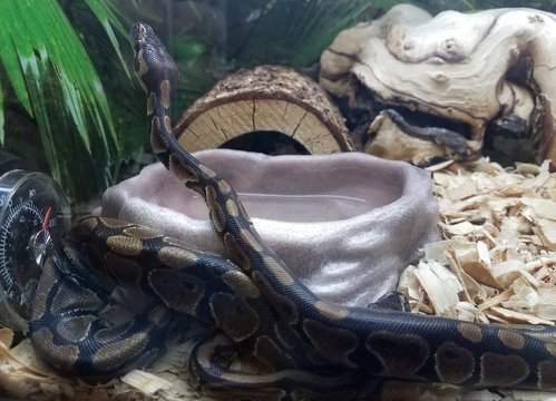 Black Snake With Brown Spots In Aquarium Tank With Wood Chips