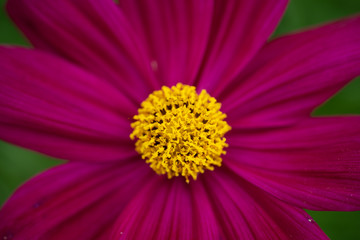 Cosmos flower - annual flowers with colourful daisy-like flowers that sit atop long slender stems. Blooming throughout the summer months.