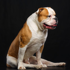 American Bulldog Dog  Isolated  on Black Background in studio