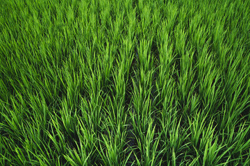 Mountain view rainy season Black cloud