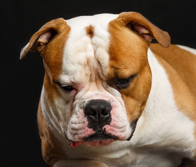 Fototapeta premium American Bulldog Dog Isolated on Black Background in studio