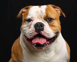 Fototapeta premium American Bulldog Dog Isolated on Black Background in studio