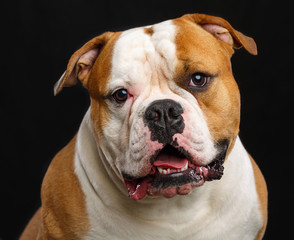 American Bulldog Dog  Isolated  on Black Background in studio